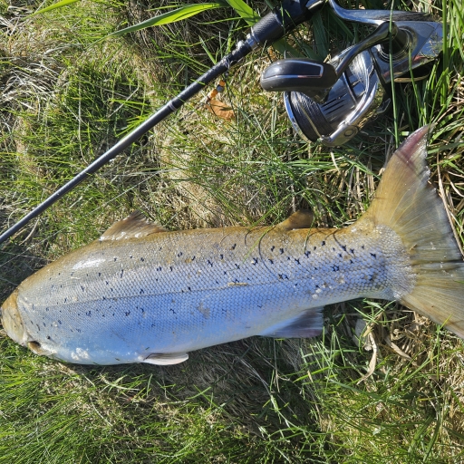 Havørred fra Simested å